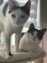 NIna_Chapi (13)